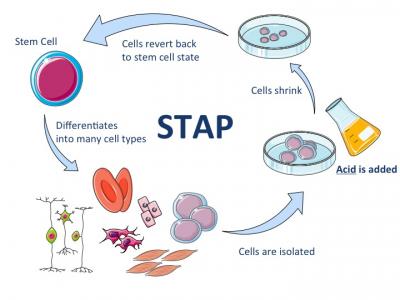 Scientists Unable to Reproduce STAP Cell Breakthrough